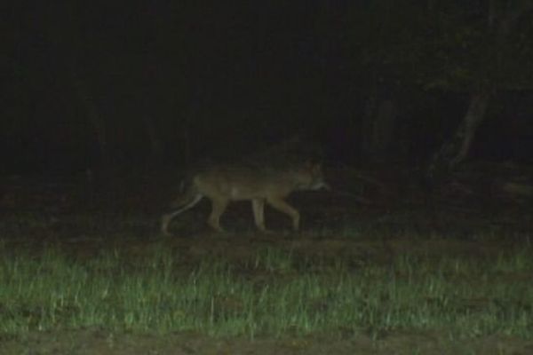 Loup photographié près de Lons-le-Saunier 