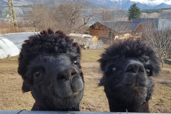 Georges et Sam, les 2 mâles alpagas