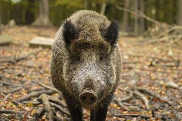 Un jeune sanglier se réfugie derrière le grillage de la gendarmerie pour échapper aux chasseurs