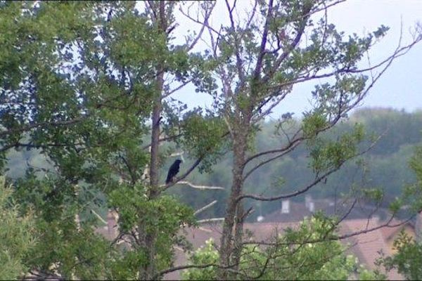 Shadow, le corbeau qui perturbe le quotidien de Patricia 