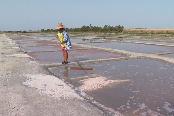 Sur l'île de Ré, la récolte de sel a commencé début mai, soit un mois et demi plus tôt que d'habitude