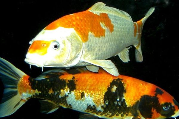 Poissons de l'Aquarium du Limousin