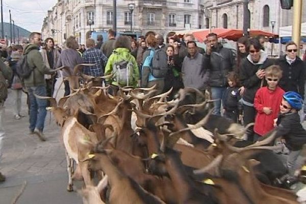 La transhumance des chères à Besançon, le 4 mai 2014.