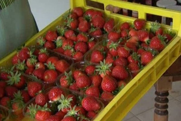 Les premières fraises de Picardie