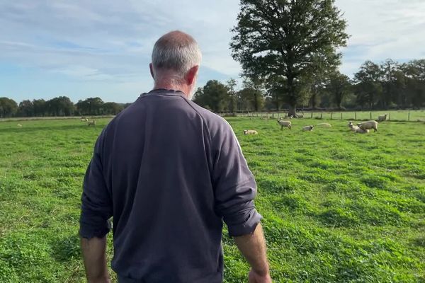 Julien Souvignet élevait des moutons dans le Cantal. Il y a sept ans, il s’est réinstallé avec sa femme à Peyrat-de Bellac, en plein dans la zone qui, en Limousin, compte le plus grand nombre d’ovins.