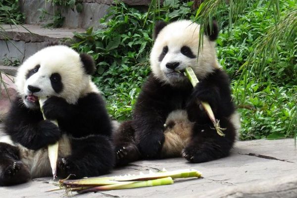 Deux pandas géants dégustant des pousses de bambou en Chine