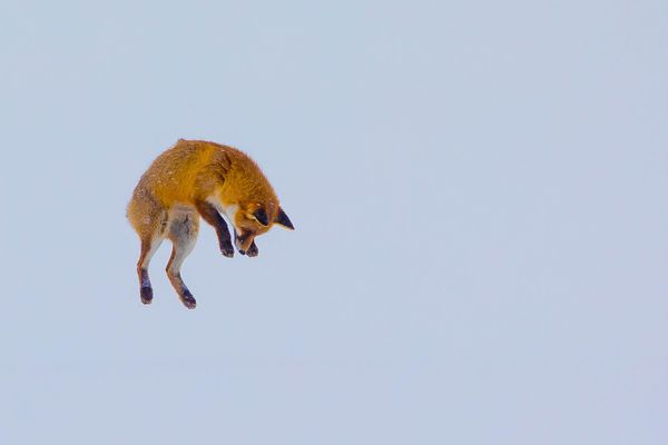 Le "mulotage" du renard qui repère les petits rongeurs sous la neige avant de fondre sur eux.