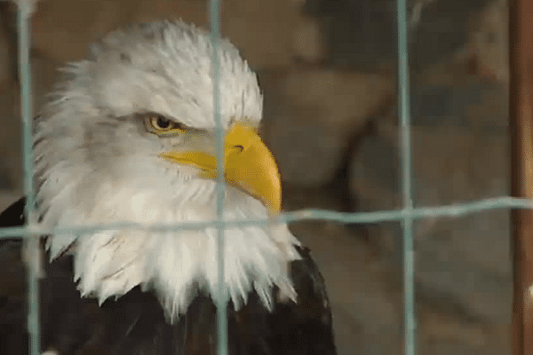 Ralf, un rapace de deux mètres d'envergure