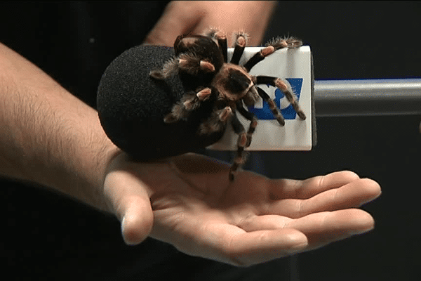 Vipères, veuves noires, etc. 60 animaux ont élu domicile au Musée des Confluences pour illustrer la nouvelle exposition Venenum.