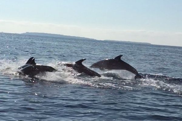 Une bande de dauphins au large de Cannes