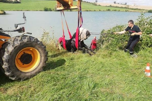 Les pompiers du Gers au secours d'une jument tombée dans un lac - 29 juin 2021.