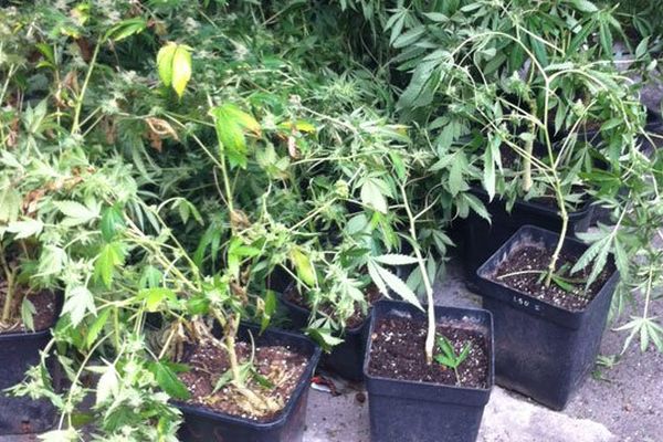 Les plants de cannabis saisis en début de semaine dans une maison de La Rochelle. 