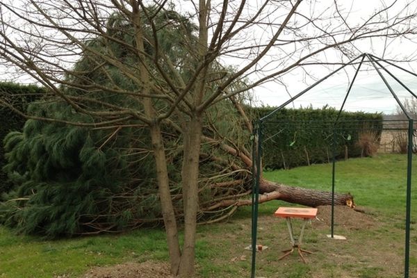 Un pin déraciné par le vent à Gondourville (Tarn-et-Garonne)