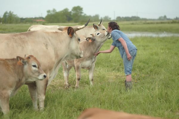 Paysans sentinelles : la biodiversité se cultive dans le Marais Breton