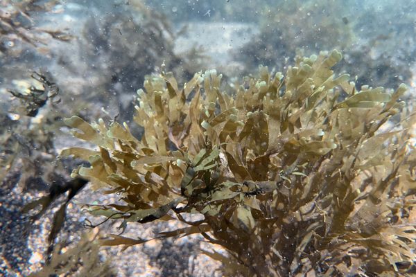 Rugulopteryx okamurae empoisonne les calanques de Marseille depuis quelques années.