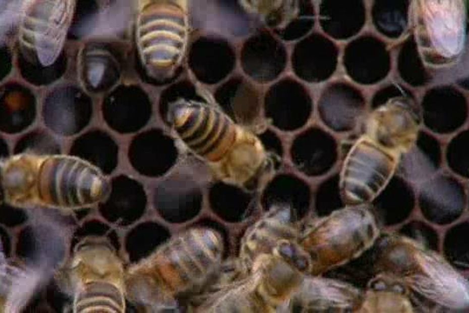 La vie dans la ruche  UNAF Abeilles sentinelles