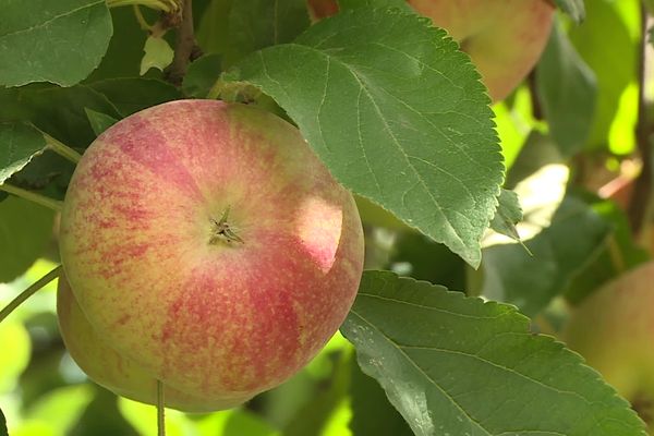 Cette année, la récolte commence avec deux semaines d’avance en raison des fortes chaleurs de l’été.