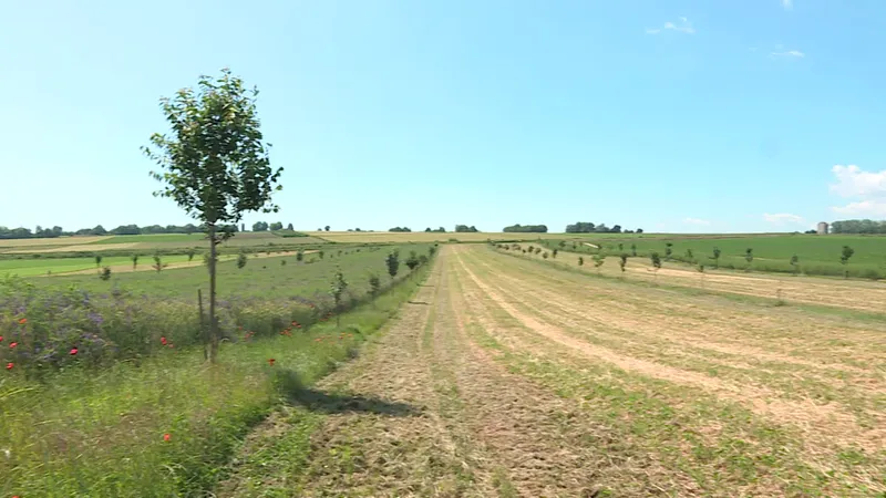 Ici, à Duppigheim, des arbres sont plantés en bordure de champs d'asperges.