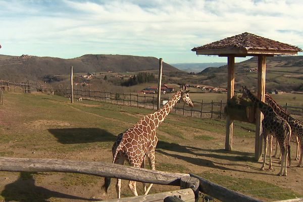 Le parc animalier d'Auvergne, à Ardes-sur-Couze, rouvre ses portes sous une météo clémente