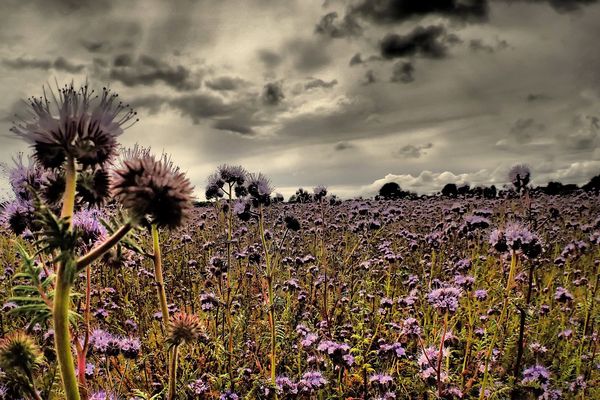 Grisaille dans la campagne lorientaise