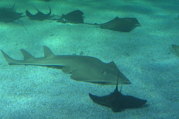 L'aquarium du Croisic accueille une centaine de raies de quatre espèces différentes