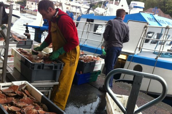 Les premières coquilles de Baie de seine sont arrivées.