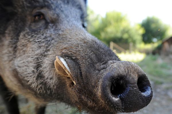 Au terme d’une longue enquête, le 10 juillet, les gendarmes de Haute-Loire ont mis fin à un trafic de sangliers. Un élevage clandestin qui aurait alimenté des chasseurs.