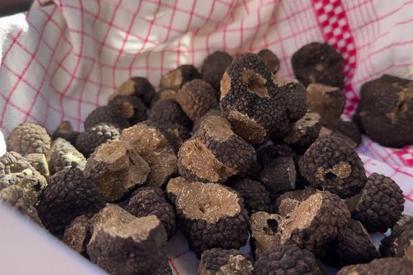 D'après certains agriculteurs de l'Yonne, la récolte de truffe bourguignone ne sera pas exceptionnelle cette année