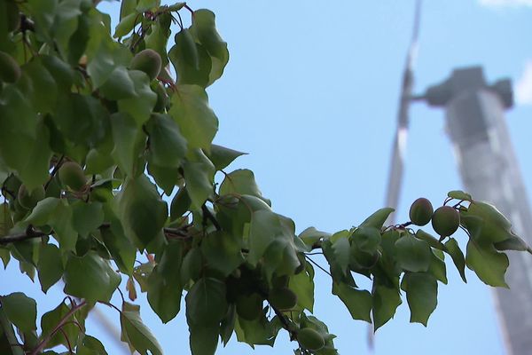 En Drôme-Ardèche, la menace du gel tardif inquiète les arboriculteurs et les viticulteurs