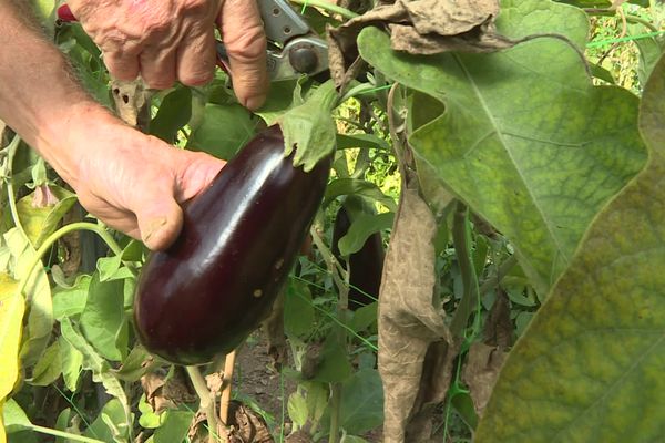 Nous sommes début octobre, et encore, les récoltes d'aubergines sont belles, comme jamais elles ne l'ont été en ce début d'automne.