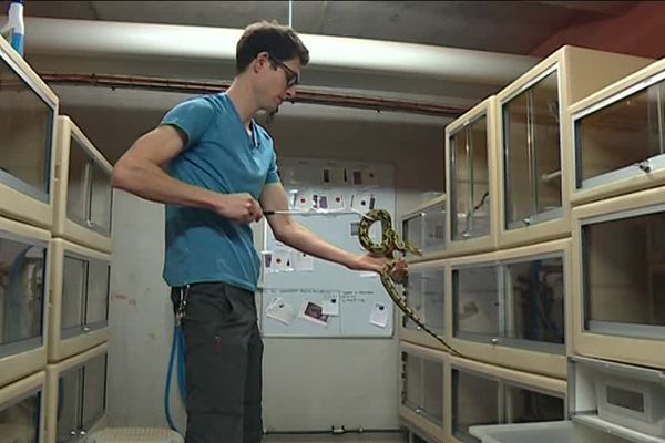 Louis, soigneur à la ferme aux crocodiles avec un jeune python réticulé