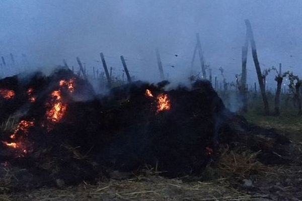 Du feu dans les vignes pour sauver le raisin