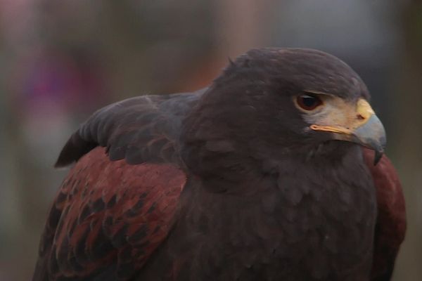 Bertha, une buse Harris âgée de neuf ans.