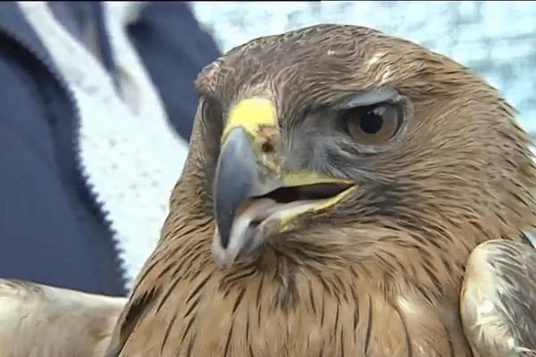 Très menacé en France, l'aigle de Bonelli est protégé. En 2013, seuls 30 couples ont été recensés sur le territoire. 