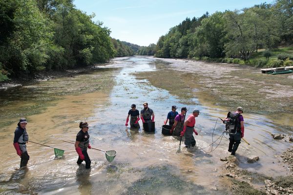 Vidange du barrage d'Allement : "une course contre-la-montre" pour sauver les poissons