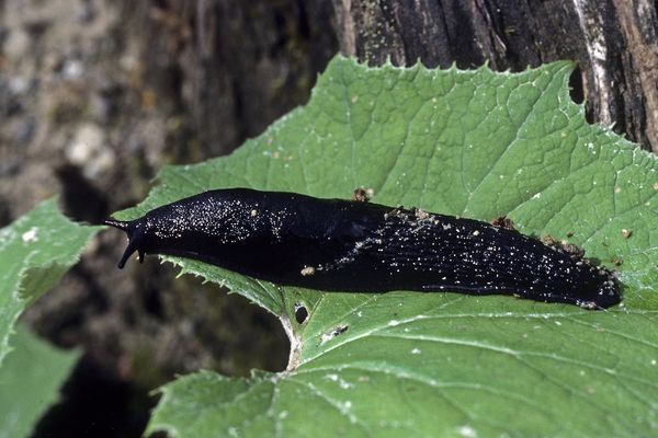 Si vous avez des limaces dans votre jardin, voici ce qu'il faut faire et ce qu'il faut éviter.