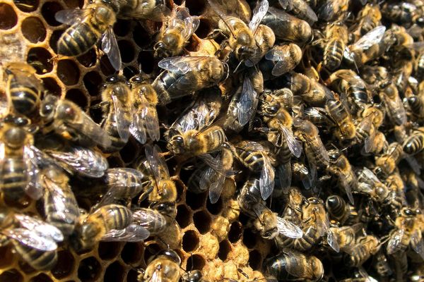 L'un des deux randonneurs attaqués par des abeilles mardi 2 juillet est sorti de l'hôpital. 