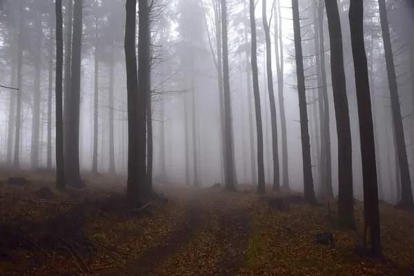 Risque de brouillards locaux en Normandie