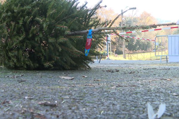 La mairie de Biot traque les dépôts sauvages de sapins.