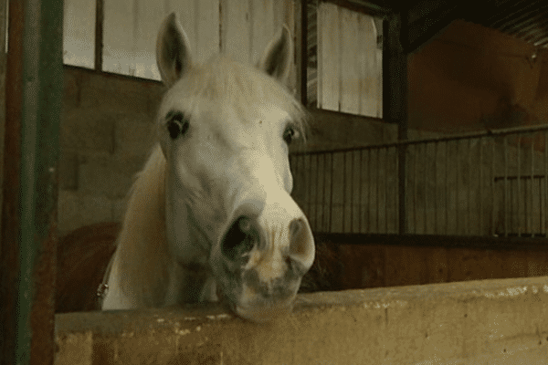 Des taxes à 20, 7 ou 5,5 %... pour les chevaux c'est kif-kif bourricot.