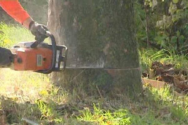 Abattage d'un arbre à Strasbourg en 2012