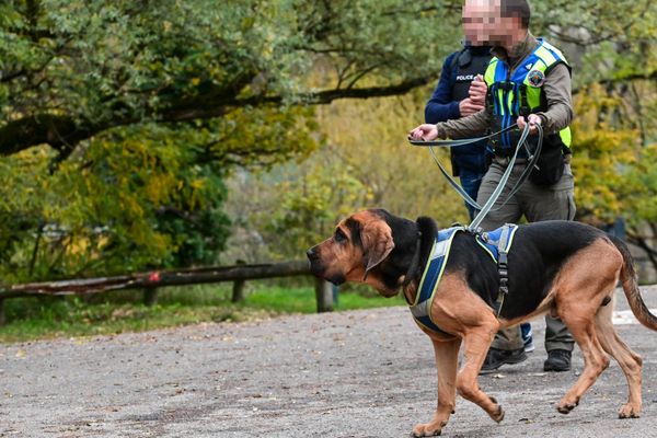 Image d'illustration. Le septuagénaire, porté disparu en Savoie depuis mardi, a été retrouvé mort ce jeudi 16 mai dans le massif des Bauges. Les effectifs de gendarmerie mobilisés ont été renforcé par un chien de race Saint-Hubert.