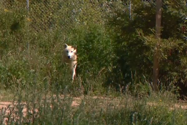 Loup au zoo de Thoiry, dans les Yvelines.