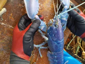 Le homard mutant pêché en Bretagne