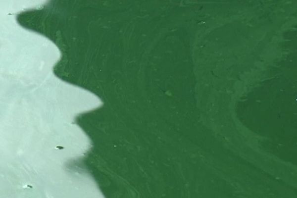 La spiruline pousse dans des bassins chauffés et en permanence filtrés, entre avril et octobre.