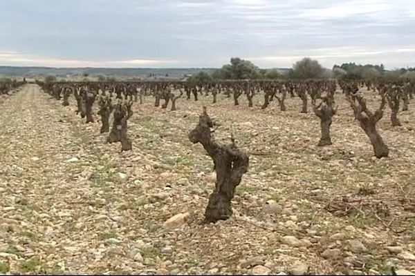 Les vignes de Fitou