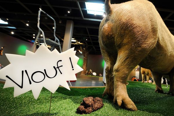 Exposition De la taupe qui voulait savoir qui lui avait fait sur la tête.