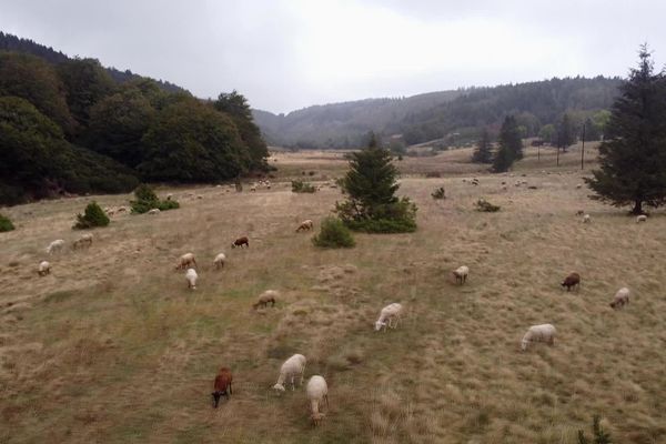 Troupeau au Mont Aigoual