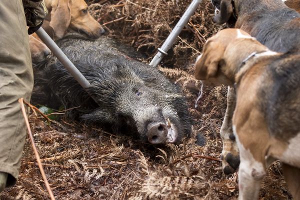 Les chiens peuvent être contaminés en mangeant des abats ou lors d'un contact rapproché avec un sanglier sauvage porteur de la maladie d'Aujeszky au moment d'une partie de chasse.