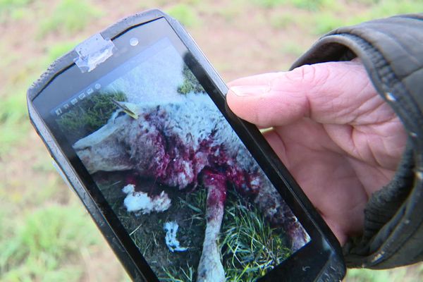 Un loup est probablement passé à l'attaque près de Dole tuant 13 brebis.